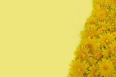 Diagonally to the right, lying yellow dandelions on a yellow background. Spring or summer mood. Place for text.の写真素材