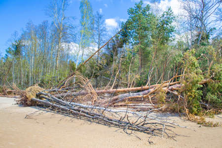 Flooded coastline during the storm. Fallen trees on the sandy shore of the Baltic Sea. The estuary of the Lielupe River in the Gulf of Riga.の写真素材