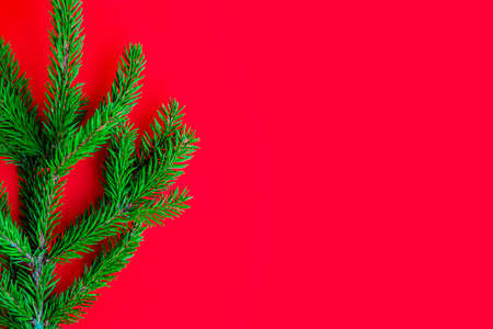 Green Christmas tree branch on an empty solid red background. Branch frame. New Year and Christmas concept. Flat lay, copy space.の写真素材