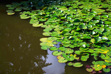 Pond with beautiful water lilies in the park. With the reflection of trees in the water. Clear sunny day in summer. Copy spaceの写真素材