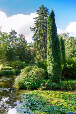 Pond with water lilies. Tall thuja and other bushes on the shore. Beautiful reflection of the park in the water. Clear sunny day.の写真素材