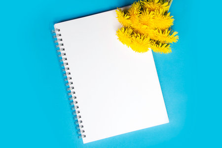 Bouquet of dandelions above vertical white blank spiral notebook. On blue background. Spring mood. Flat lay, copy space.の写真素材