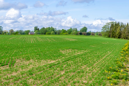 Field ploughed and seeded, level lines of green plant. Rural landscape with cultivated field....