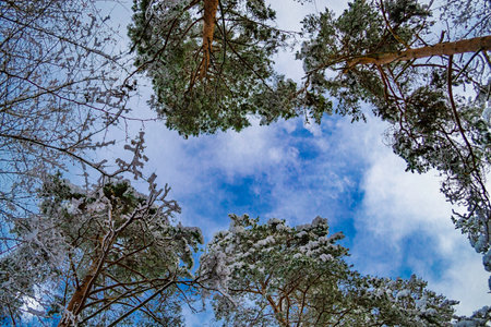 The tops of the trees in the snow. Winter landscape in Latvia. Snow covered tree branches in forest. Place for text, copy space. Bottom view.の写真素材