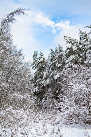 Forest edge in winter. The tops of the trees in the snow. Landscape on a sunny day. Snow-covered tree branches. Space for text, copy spice. Latvia.の写真素材