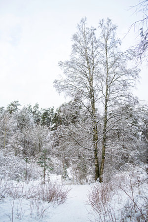 Birch with bifurcated trunks at the edge of a winter forest..Bushes and trees covered with snow. Winter forest landscape on a cloudy day.の写真素材