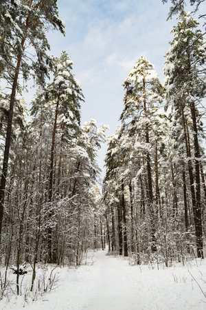Path in the winter forest. The trees are covered with snow. Sunny day, New Year's mood.の写真素材
