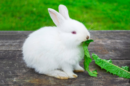 White bunny rabbit outdoors. Little, cute, sit on wood table and eat leav in garden. Easter day and spring concept.の写真素材