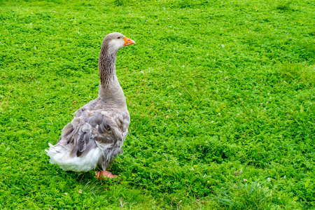 A goose walks on young green grass in spring. Gray goose on a farm in the village. Place for text, copy space.の写真素材