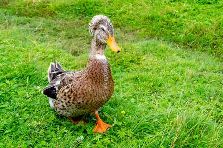 A young mallard drake runs on the green grass. Cheerful duck with a tuft. Farm in the village. Place for text, copy spaceの写真素材