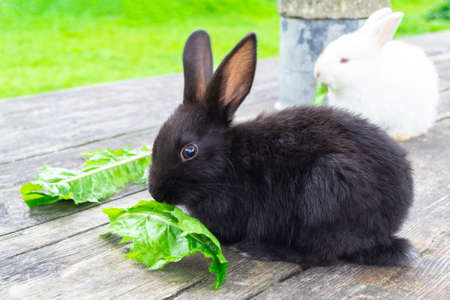 Bunny rabbit outdoors. Little, cute black rabbit sit on wood table and eat leav in garden.の写真素材