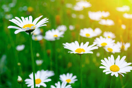 Morning sun rays. Camomile field. Green meadow and bright, beautiful, delicate white yellow flowers.の写真素材