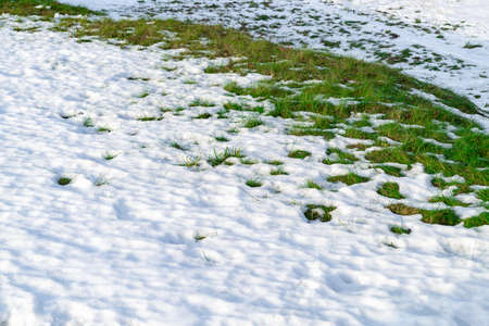 Thaw. Green grass growing through the white snow. Early spring, melting snow.の写真素材