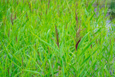 Green natural background. Selective focus of reeds and cane at Usmas lake shore in Latvia. Summer lake.の写真素材
