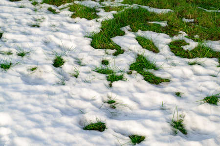 Green grass growing through the white snow. Early spring, thaw, melting snow.の写真素材