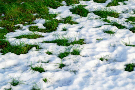 Early spring, thaw, melting snow. Green grass growing through the white snow.の写真素材