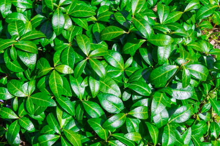 Green plant natural leaves background and wallpaper. Nature spring concept. Sunny day. Top view, flat lay.の写真素材
