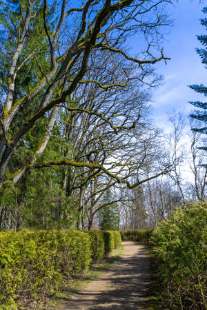 Skriveri Dendrological Park in Latvia. Spring sunny day. A trail among trees and bushes with young green leaves.の写真素材