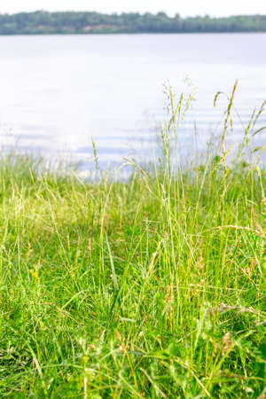 Close-up of bright, luscious green grass. River Daugava bank in summer. Riverbank in the background in blur. Scene waterscape.の写真素材