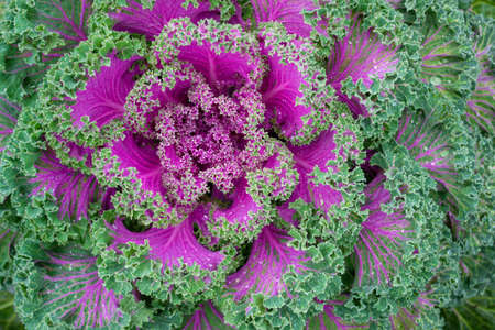 Macro photo of blooming purple - pink decorative cabbage. Dew, rain drops in leaf. Acephala or brassica oleracea decorative. Close-up, top view.の写真素材