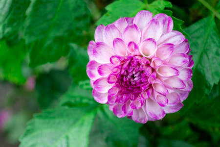 Flowering chrysanthemum close-up in garden. Bright violet pink blossoming flowers with dark purple tips on their petals.の写真素材
