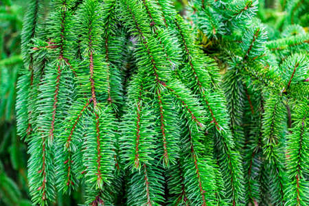 Hanging spruce branch close up. Natural green background. Christmas tree outdoor. Copy space, place for text.の写真素材