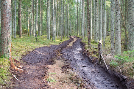 Deforestation and logging, forest clearing, timber removal. Big truck tractor or bulldozer loader tires wheel in forest. Human impact on the environment.の写真素材