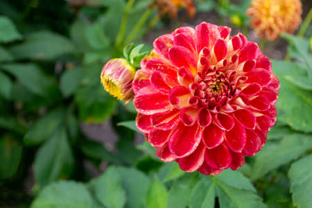 Flowering red orange chrysanthemums in autumn garden, with drops of dew or rain. Blossoming flower close up.の写真素材