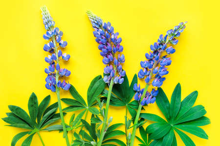 Hello summer concept. Three purple lupine on yellow background. Composition of wild violet blue flowers. Flat lay, top view.の写真素材