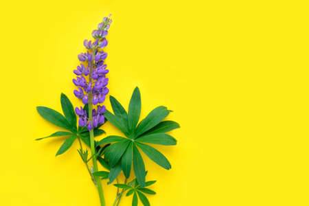 Hello summer concept. One violet lupine top view on yellow background. Composition of wild purple blue flowers. Flat lay, copy space.の写真素材