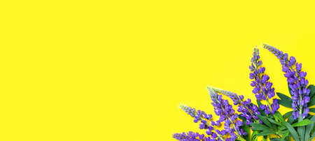 Lupine in the corner on yellow background. Composition of wild purple blue flowers. Flat lay, top view, copy space. Hello summer concept bannerの写真素材