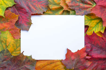Blank white paper in frame from colorful maple leaves overlap. Autumn background flat lay. Vivid red, purple, orange, yellow foliage. Top view, copy spaceの写真素材