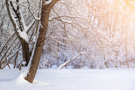 Winter mood. Sun and branches of trees completely covered by the white snow. Park with beautiful...