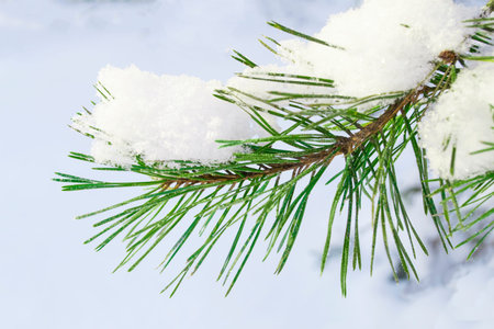 Frost sunny day outdoor. Beautiful snow-covered fir branches in white snow. Winter light background....