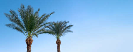 Landscape banner with green palm tree branches. Coconut palm top on blue sky background in sunny day. Tropical vacation mood.の写真素材