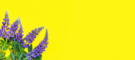 Composition of wild violet blue flowers. Purple lupine lie on yellow background. Flat lay, top view, copy space. Hello summer concept bannerの写真素材
