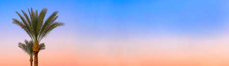 Orange blue sunset sky. Tropical coconut green palm tree branches.Vacation mood. Beautiful landscape and background. Copy space, banner.の写真素材