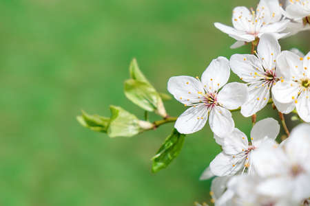Blooming cherry plum flower on green background. White blossom branch. Spring time.の写真素材