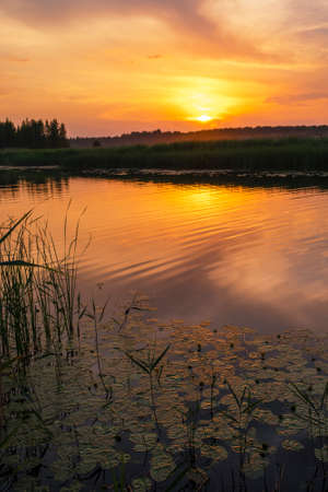 Reeds and water lilies on the surface of the river. Evening on the river Lielupe. Sunset orange, golden sky.の写真素材