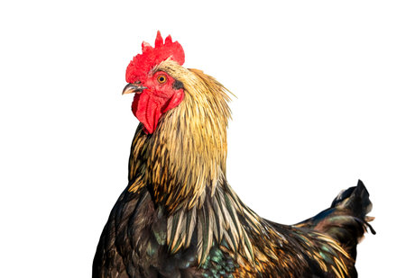 Beautiful rooster on white background. Isolated brown cockの写真素材