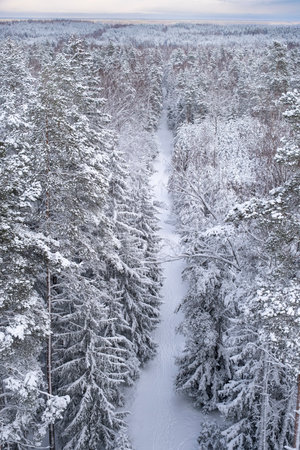 Path through the snow covered forest from a height. Nature of Latvia. Ogre national park Zalie kalni - Green mountainsの写真素材