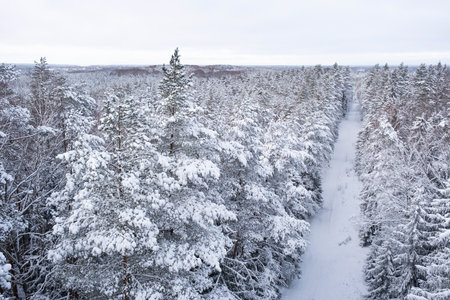 White path through the snow-covered forest from a height. Nature of Latvia. Ogre national park Zalie kalni - Green mountainsの写真素材