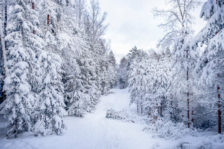 Forest road through snow covered trees. View from over height. Landscape, nature of Latvia. Ogre national park Zalie kalni - Green mountainsの写真素材