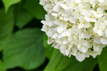 Blossom white hydrangea with green leafs. Blooming flower outdoor. Madeira island park, Portugalの写真素材