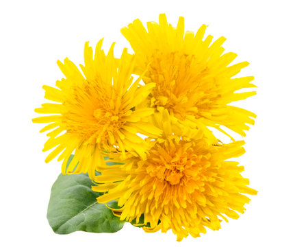 Bouquet of three yellow dandelions close-up top view. Isolated on white background.の写真素材