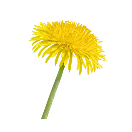 One yellow dandelion isolated on white background. Close-up, side view.の写真素材