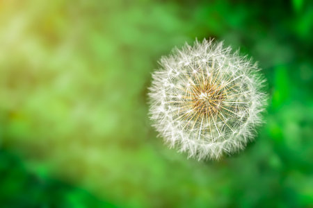 Lonely white dandelion flower from above. With closed bud on green grass background. Top view, copy space. Springtime.の写真素材