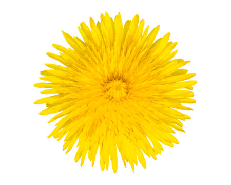 Macro. One yellow dandelions close-up top view. Isolated on white background.の写真素材