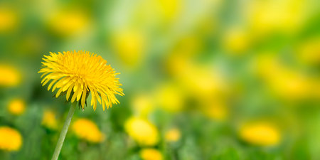 Banner of green field with lot of yellow flowers in defocus. And one dandelion on frontground. Copy space. Springtime and sunny mood.の写真素材