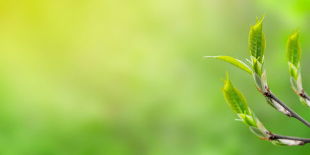 Branch with little green leaves in blurred background with sunlight. Springtime banner, copy space.